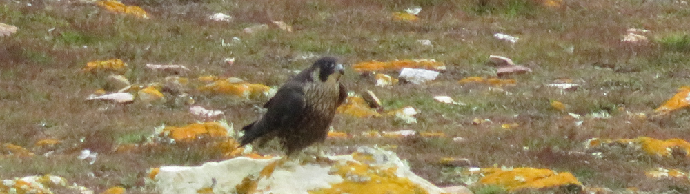 CASSIN'S FALCON (PEREGRINE) Falco peregrinus cassini 